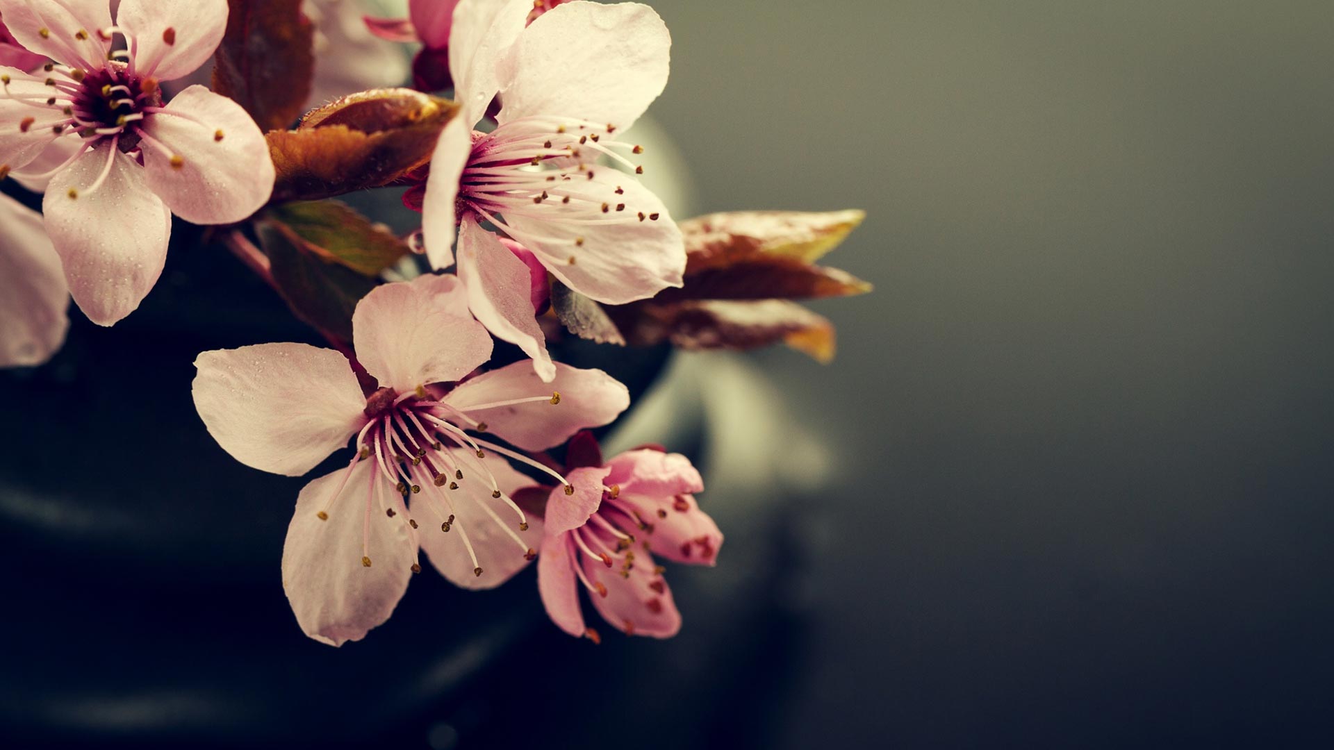 حلول ماه ربیع الاول